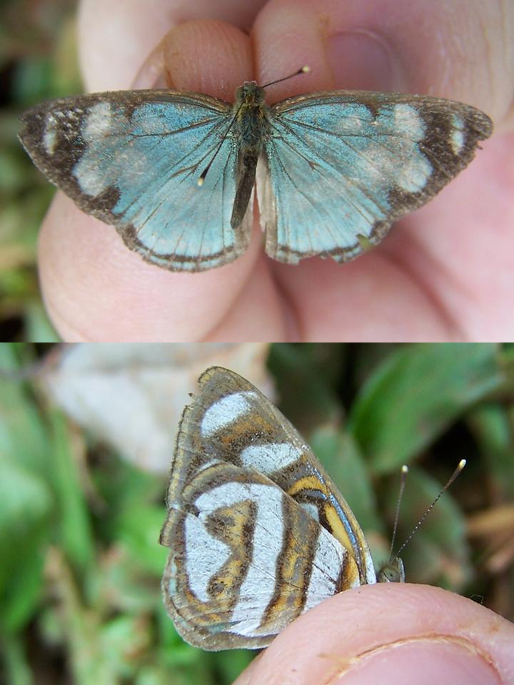 FIGURE 2c FIGURE 2c